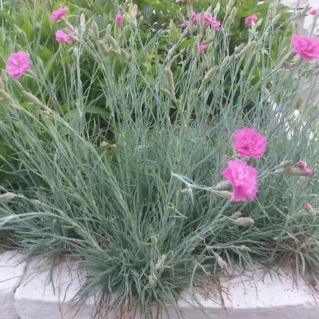 къща наде Ferienhaus Zarewo