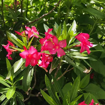 къща наде بيت للعطل تساريفو