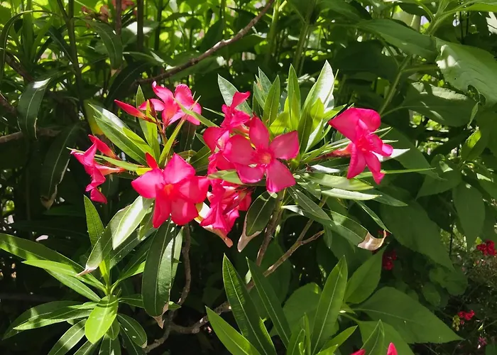 къща наде Ferienhaus Zarewo