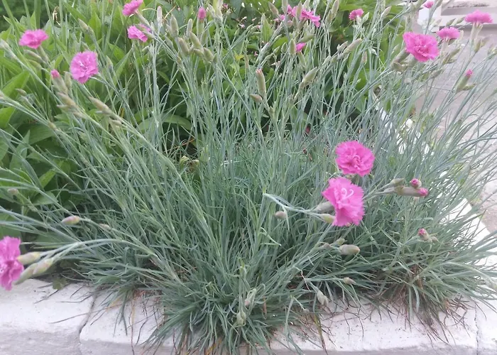 къща наде Ferienhaus Zarewo